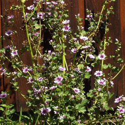 Holyhock